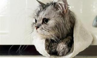其实猫咪是要一个星期洗澡一次吗 猫多久洗一次澡